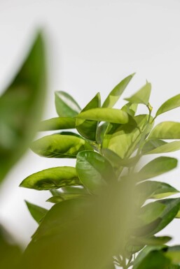 Orangenbaum Citrus Sinensis Auf Stamm 50-60 175-200 Topf Orangenbaum / Citrus Sinensis auf Stamm 175-200 cm