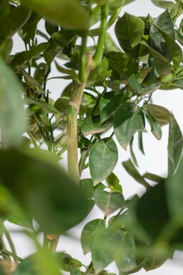 Orangenbaum / Citrus Sinensis auf Stamm 175-200 cm