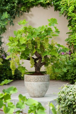 Weinrebe Vitis Vinifera Bonsai 20-40 Topf