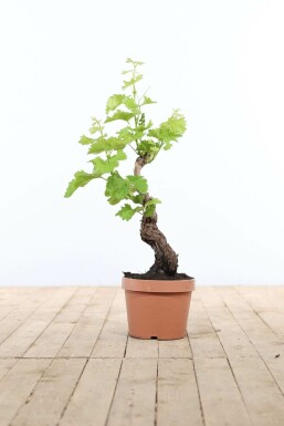 Weinrebe / Vitis Vinifera bonsai