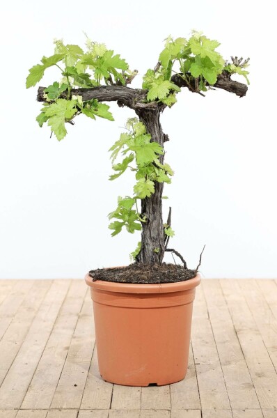 Weinrebe / Vitis Vinifera bonsai