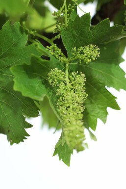 Weinrebe Vitis Vinifera Auf Stamm 15-20 100-125 Topf Weinrebe / Vitis Vinifera auf Stamm 100-125 cm