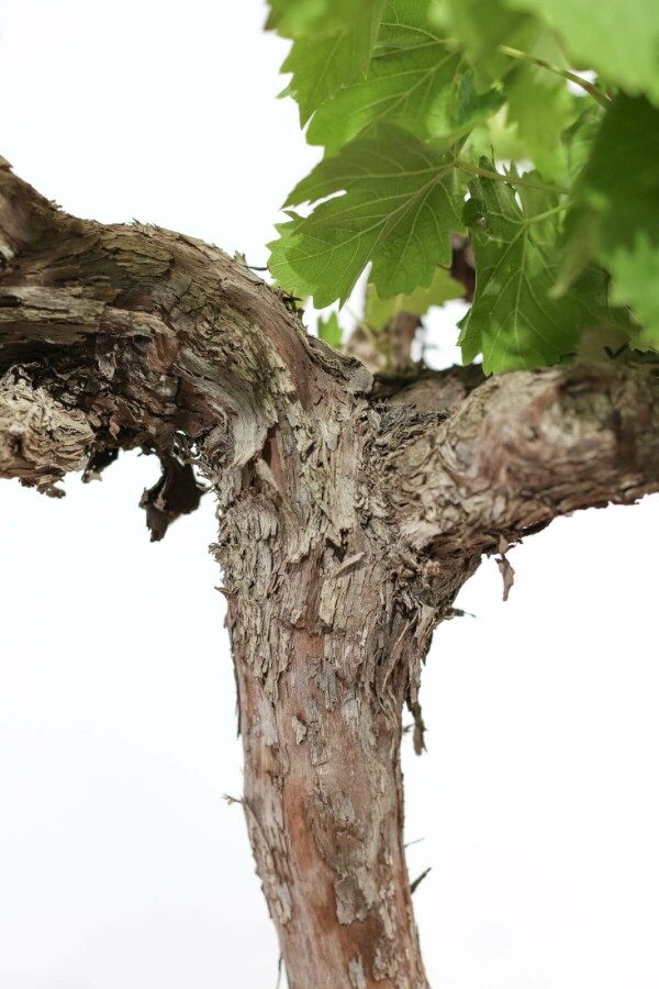 Weinrebe Vitis Vinifera Auf Stamm 15-20 100-125 Topf Weinrebe / Vitis Vinifera auf Stamm 100-125 cm