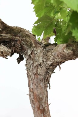 Weinrebe Vitis Vinifera Auf Stamm 15-20 100-125 Topf Weinrebe / Vitis Vinifera auf Stamm 100-125 cm