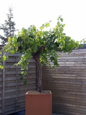 Weinrebe Vitis Vinifera Auf Stamm 15-20 100-125 Topf Weinrebe / Vitis Vinifera auf Stamm 100-125 cm