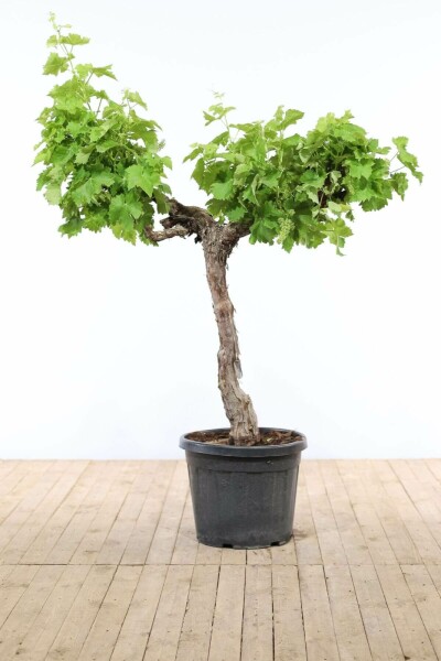 Weinrebe Vitis Vinifera Auf Stamm 20-30 125-150 Topf Weinrebe / Vitis Vinifera auf Stamm 125-150 cm