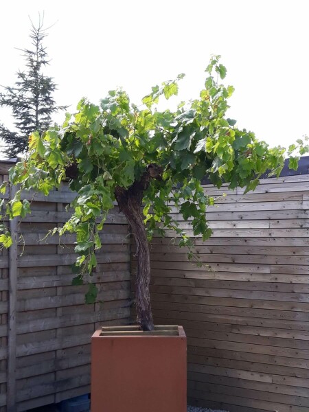 Weinrebe Vitis Vinifera Auf Stamm 2030 125150 Topf Heijnen Pflanzen