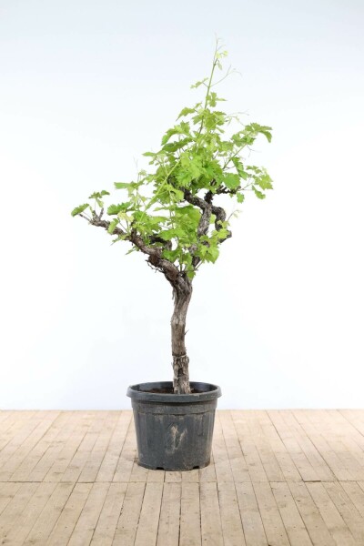 Weinrebe Vitis Vinifera Auf Stamm 40-50 175-200 Topf Weinrebe / Vitis Vinifera auf Stamm 175-200 cm