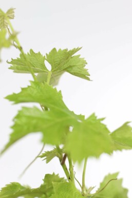 Weinrebe / Vitis Vinifera auf Stamm 175-200 cm