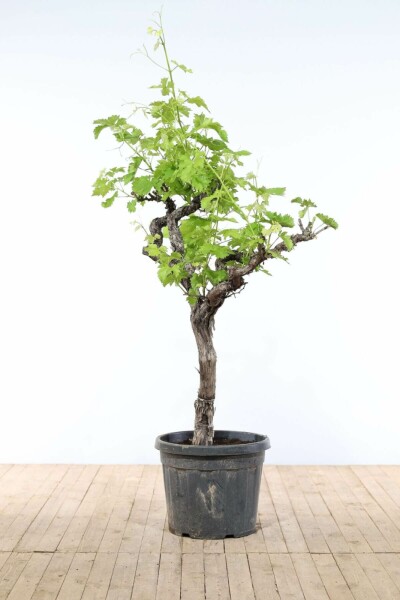 Weinrebe Vitis Vinifera Auf Stamm 50-60 200-225 Topf Weinrebe / Vitis Vinifera auf Stamm 200-225 cm
