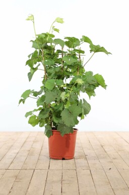 Weinrebe Vitis Vinifera Gitter 70-80 Topf Weinrebe / Vitis Vinifera Rankhilfe 70-80 cm