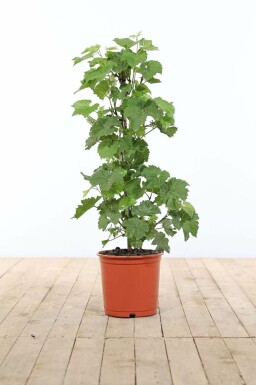 Weinrebe Vitis Vinifera GestÀbt 60-80 Topf Weinrebe / Vitis Vinifera Stock 60-80 cm