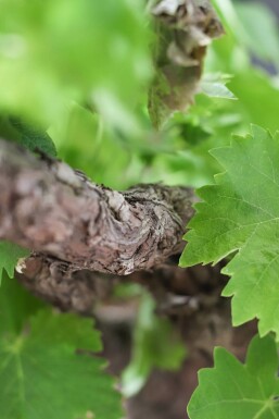 Weinrebe Vitis Vinifera Gestäbt 60-80 Topf