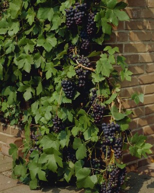 Weinrebe Vitis Vinifera Gestäbt 80-100 Topf Weinrebe / Vitis Vinifera Stock 80-100 cm