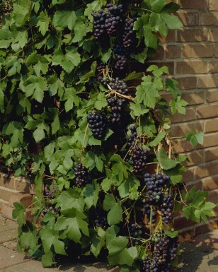 Weinrebe Vitis Vinifera Gestäbt 80-100 Topf