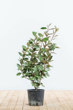 Ölweide Elaeagnus Ebbingei Hecke 50-60 Ballen Ölweide Elaeagnus Ebbingei 50-60 cm