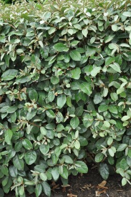 Ölweide Elaeagnus Ebbingei 50-60 cm