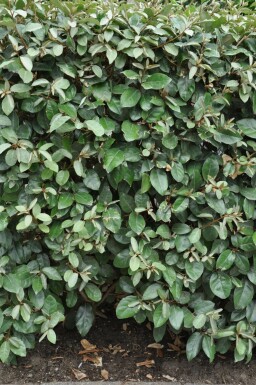 Ölweide Elaeagnus Ebbingei 50-60 cm