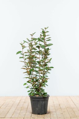 Ölweide Elaeagnus Ebbingei Hecke 60-80 Ballen Ölweide Elaeagnus Ebbingei 60-80 cm