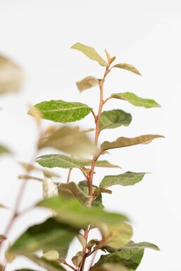 Ölweide Elaeagnus Ebbingei Hecke 60-80 Ballen