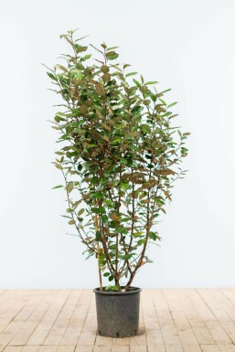 Ălweide Elaeagnus Ebbingei Hecke 100-125 Ballen Ălweide Elaeagnus Ebbingei 100-125 cm