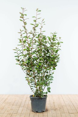 Ălweide Elaeagnus Ebbingei Hecke 150-175 Ballen Ălweide Elaeagnus Ebbingei 150-175 cm