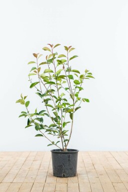 Glanzmispel Photinia Fraseri Red Robin