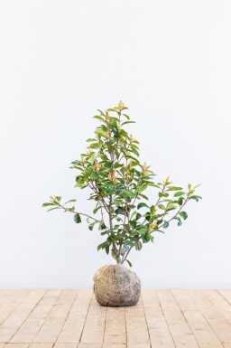 Glanzmispel Photinia Fraseri Red Robin 80-100 cm - Ballen