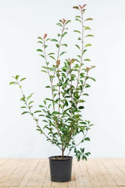 Glanzmispel Photinia fraseri Red Robin Hecke 100-125 Ballen