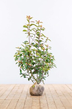Glanzmispel Photinia Fraseri Red Robin 100-125 cm - Ballen