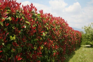 Glanzmispel Photinia fraseri Red Robin Hecke 125-150 Ballen