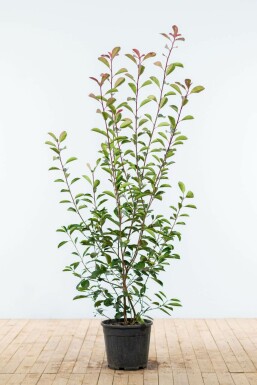 Glanzmispel Photinia fraseri Red Robin Hecke 150-175 Ballen