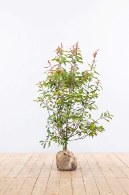 Glanzmispel Photinia Fraseri Red Robin 150-175 cm - Ballen