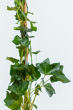 Eufe / Irischer Efeu Hedera hibernica Hecke 80-100 Topf Efeu / Irischer Efeu Hedera Hibernica 80-100 cm
