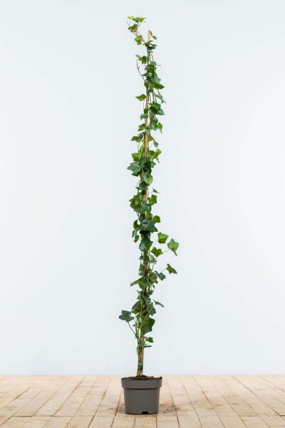 Efeu / Irischer Efeu Hedera Hibernica 125-150 cm