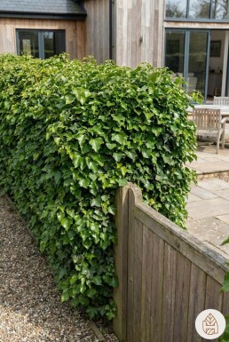 Efeu / Gemeiner Efeu Hedera Helix 80-100 cm