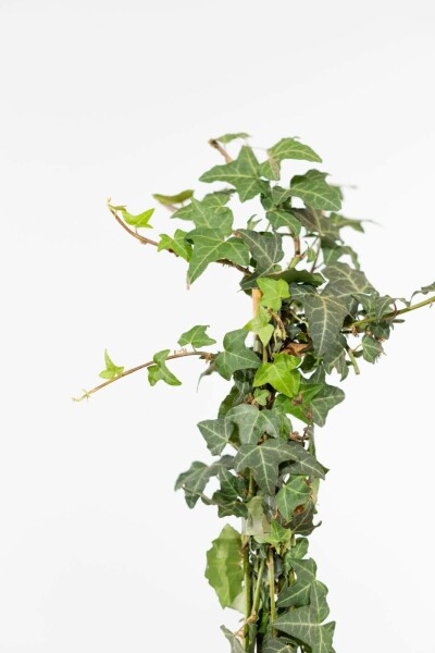 Efeu / Gemeiner Efeu Hedera helix Hecke 100-125 Topf Efeu / Gemeiner Efeu Hedera Helix 100-125 cm