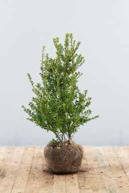 Japanische Stechpalme Ilex crenata Blondie Hecke 60-80 Ballen