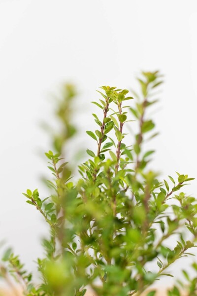 Japanische Stechpalme Ilex crenata Blondie Hecke 80-100 Ballen Japanische Stechpalme / Ilex Crenata Blondie 80-100 cm