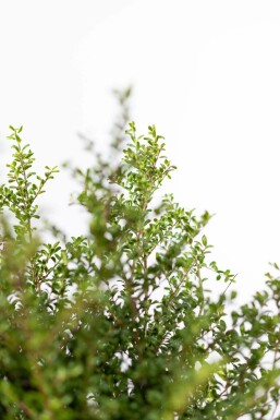 Ilex crenata 'Convexa' P9,5 5-10