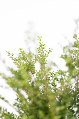 Ilex crenata 'Convexa' P9,5 5-10