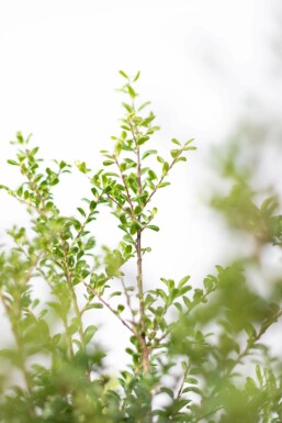 Ilex crenata 'Convexa' P9,5 5-10
