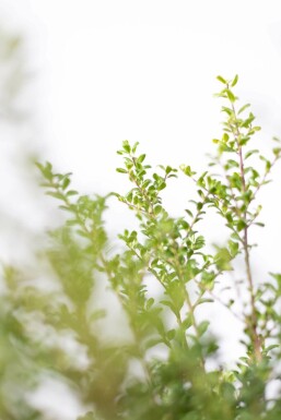 Ilex crenata 'Convexa' P9,5 5-10