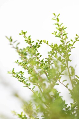 Ilex crenata 'Convexa' P9,5 5-10