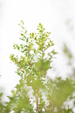 Ilex crenata 'Convexa' P9,5 5-10