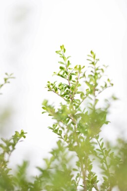 Ilex crenata 'Convexa' P9,5 5-10