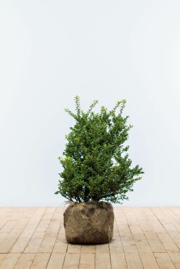 Japanische Stechpalme Ilex crenata Convexa Hecke 50-60 Ballen Japanische Stechpalme / Ilex Crenata Convexa 50-60 cm