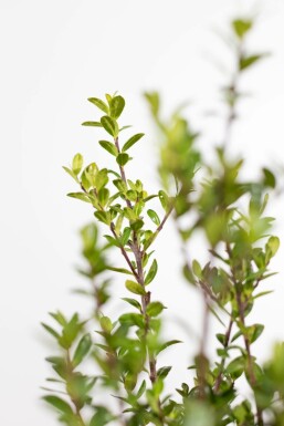 Japanische Stechpalme Ilex crenata Caroline Upright Hecke 20-30 Topf Japanische Stechpalme / Ilex Crenata Caroline Upright 20-30 cm