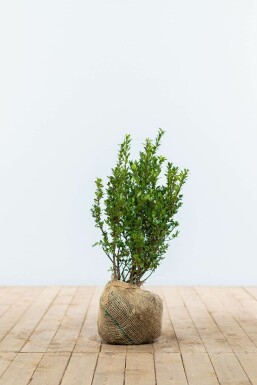 Japanische Stechpalme / Ilex Crenata Caroline Upright