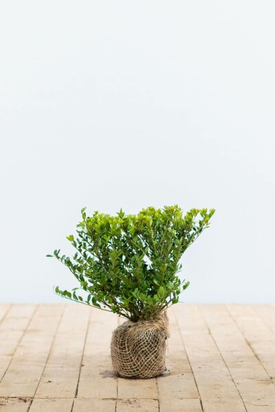 Japanische Stechpalme / Ilex Crenata Dark Green 20-30 cm